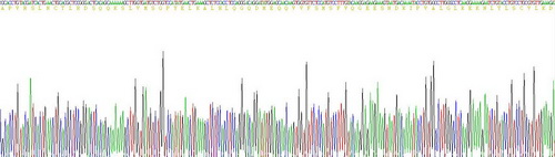 Recombinant Interleukin 1 Beta (IL1b)