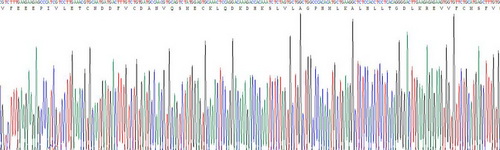 Recombinant Interleukin 1 Beta (IL1b)