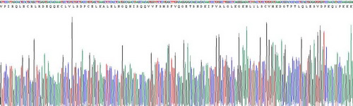 Recombinant Interleukin 1 Beta (IL1b)