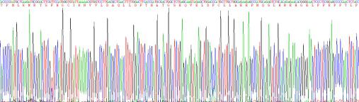 Recombinant Laminin Alpha 1 (LAMA1)