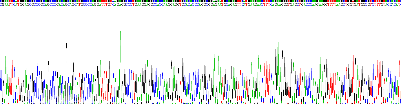 Recombinant Heme Oxygenase 1 (HO1)