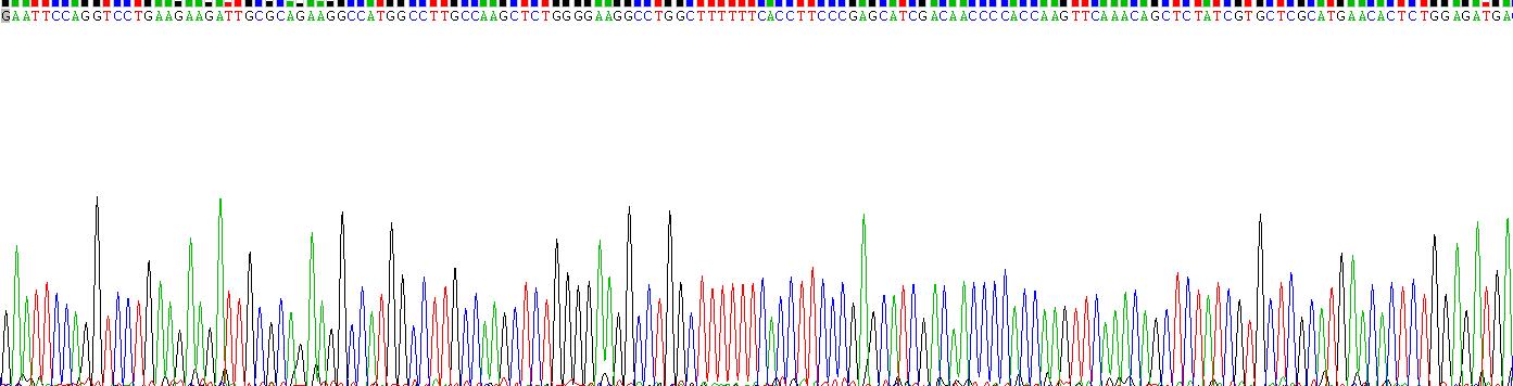 Recombinant Heme Oxygenase 1 (HO1)