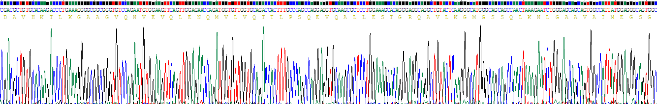 Recombinant Superoxide Dismutase Copper Chaperone