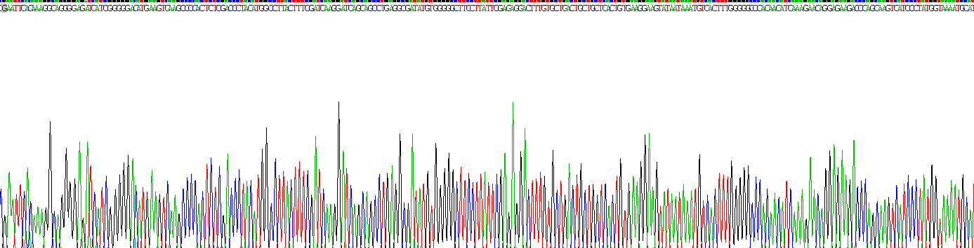 Recombinant Granzyme B (GZMB)