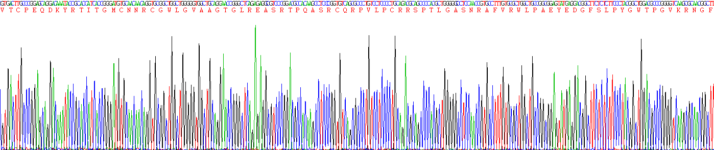 Recombinant Myeloperoxidase (MPO)