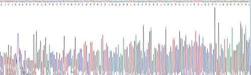 Recombinant Adiponectin (ADPN)