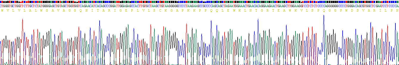 Recombinant Receptor For Advanced Glycation Endproducts (RAGE)