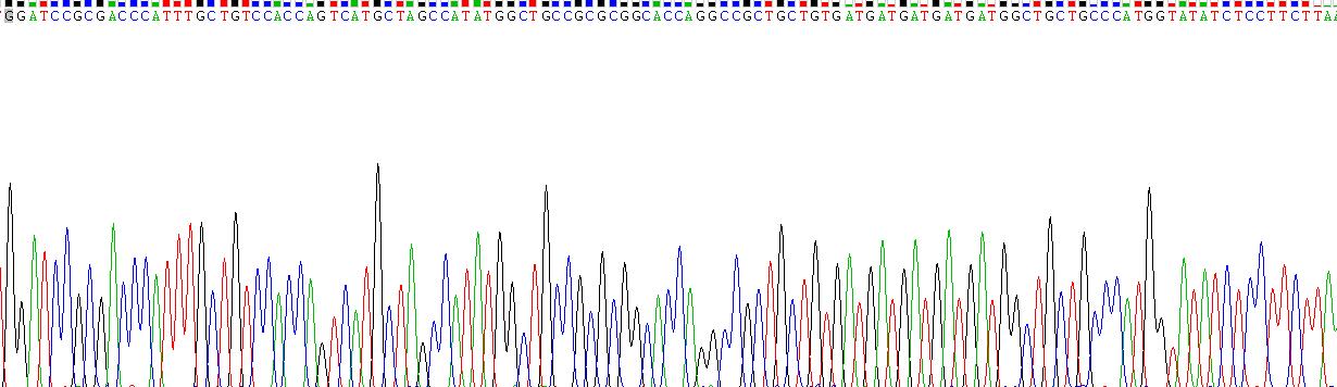 Recombinant Interleukin 7 (IL7)