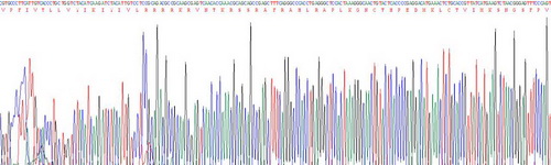 Recombinant Dopamine Receptor D2 (DRD2)