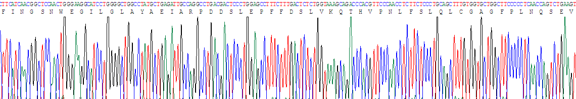 Recombinant Beta-Site APP Cleaving Enzyme 1 (bACE1)