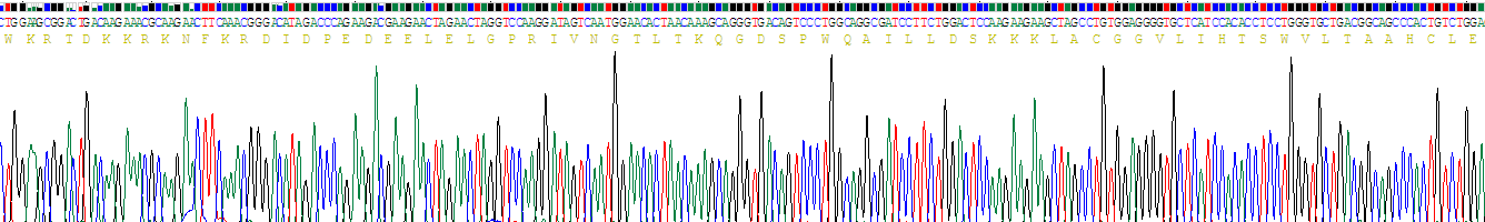 Recombinant Protein C (PROC)