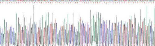 Recombinant Epidermal Growth Factor Receptor (EGFR)