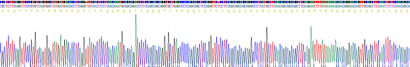 Recombinant Forkhead Box Protein P1 (FOXP1)