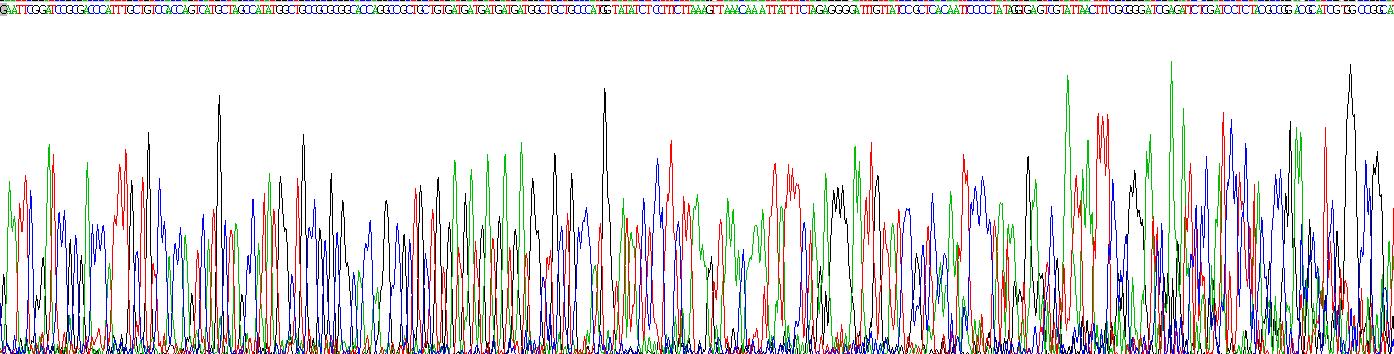 Recombinant B-Cell Leukemia/Lymphoma 2 (Bcl2)