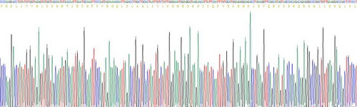 Recombinant Programmed Cell Death Protein 1 Ligand 1 (PDL1)