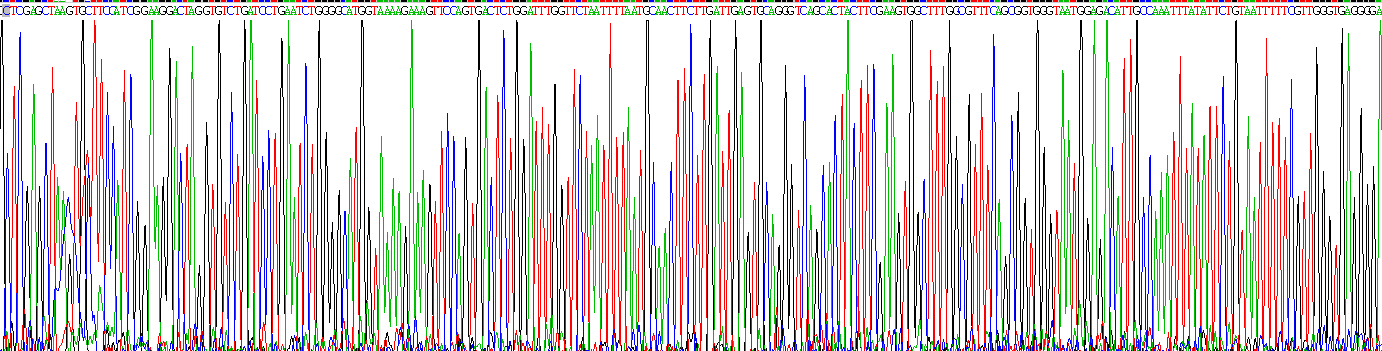 Recombinant Hypoxia Inducible Factor 1 Alpha (HIF1a)