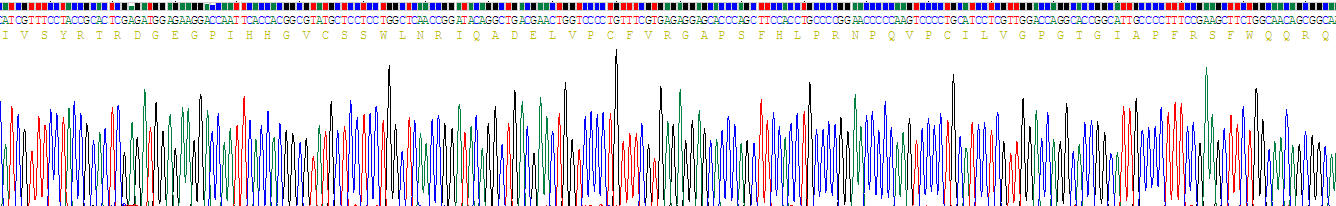 Recombinant Nitric Oxide Synthase 1, Neuronal (NOS1)