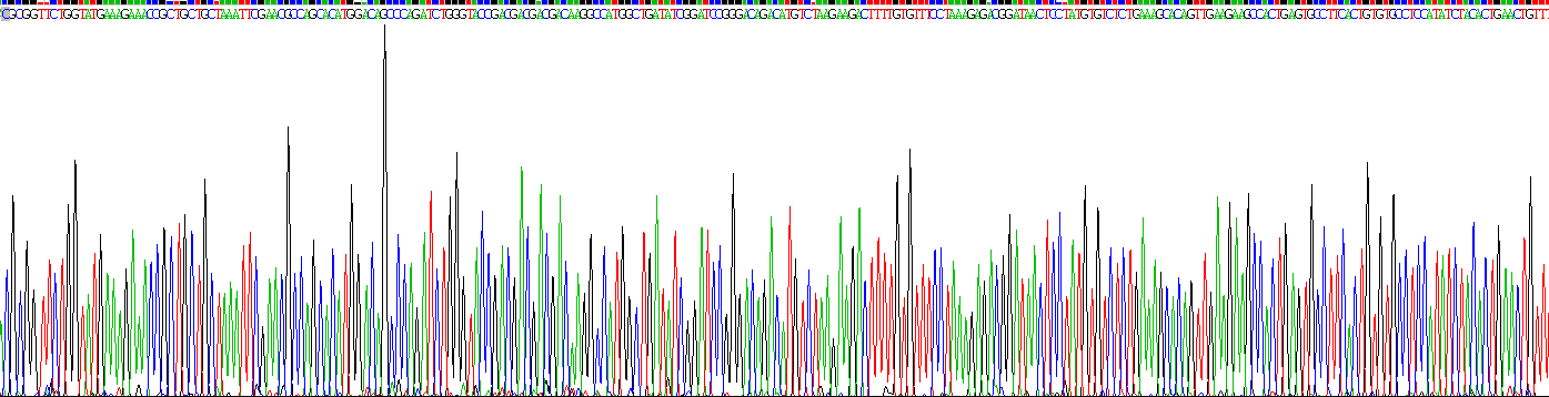 Recombinant C Reactive Protein (CRP)