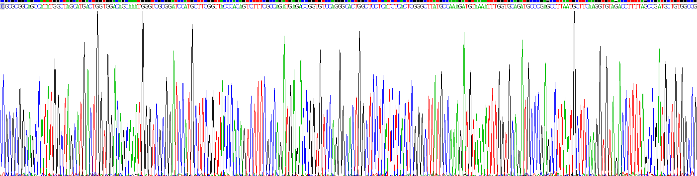 Recombinant Heat Shock Protein 60 (Hsp60)