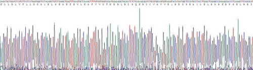 Recombinant Von Willebrand Factor (vWF)