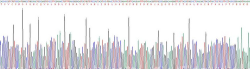 Recombinant Prolactin (PRL)
