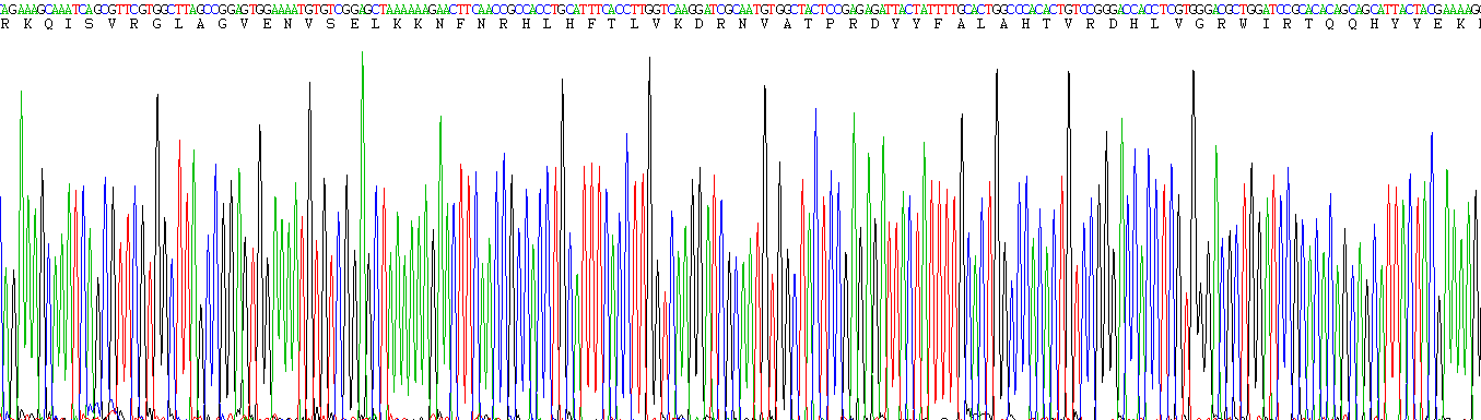 Recombinant Glycogen Phosphorylase, Muscle (PYGM)