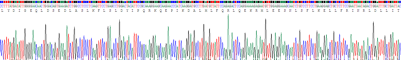 Recombinant Caspase 8 (CASP8)