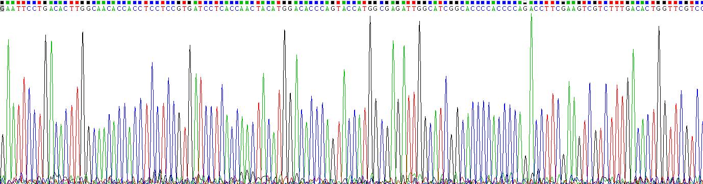 Recombinant Renin (REN)