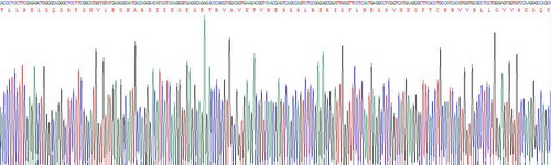 Recombinant Insulin Receptor (INSR)