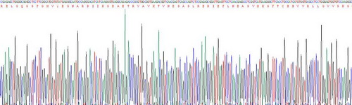 Recombinant Insulin Receptor (INSR)