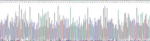 Recombinant Cystatin C (Cys-C)