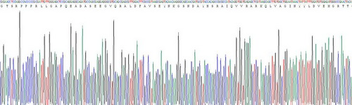 Recombinant Cystatin C (Cys-C)