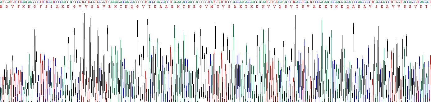 Recombinant Gamma-synuclein (SNCG)