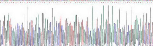 Recombinant Chemerin (CHEM)