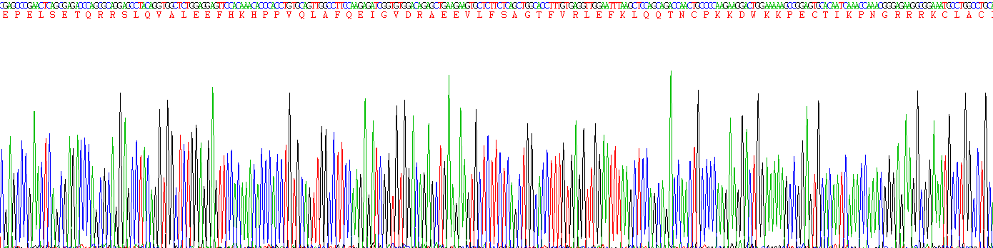 Recombinant Chemerin (CHEM)