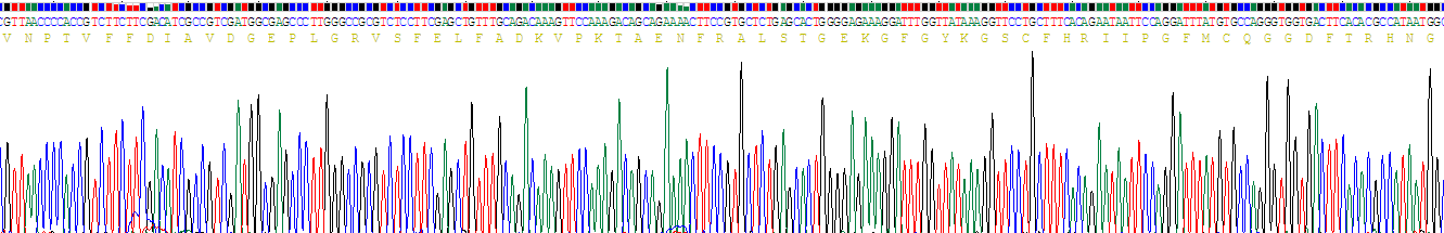 Recombinant Cyclophilin A (CYPA)