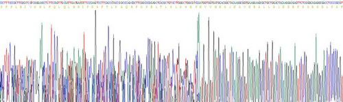 Recombinant Cytochrome P450 2E1 (CYP2E1)