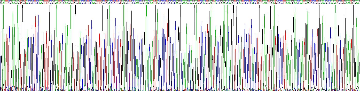 Recombinant Vimentin (VIM)