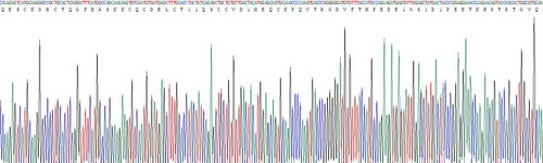 Recombinant Vitronectin (VTN)