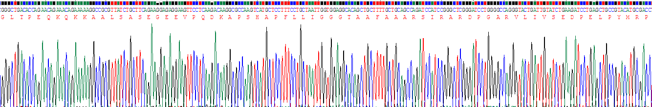 Recombinant Apoptosis Inducing Factor (AIF)