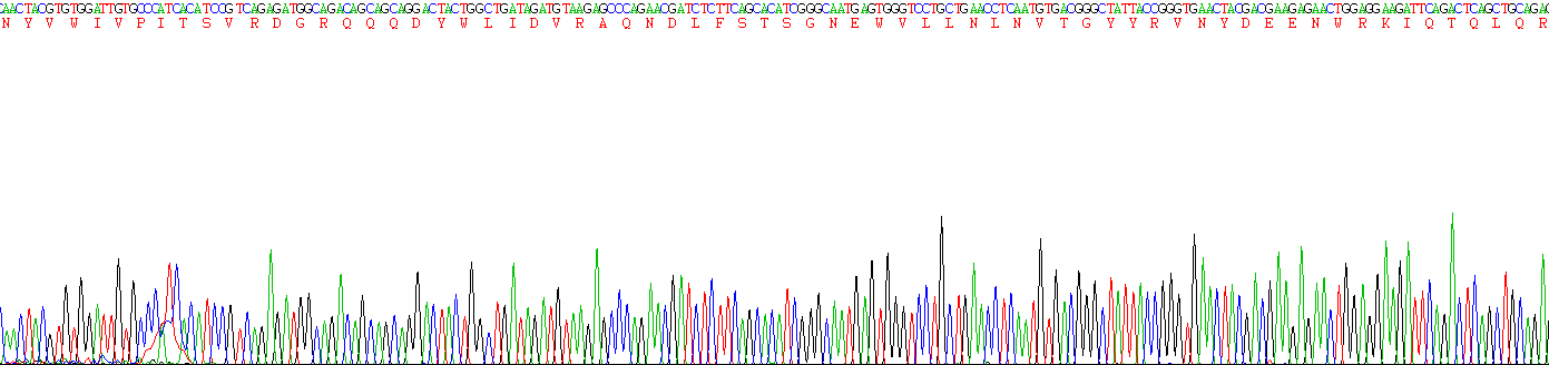 Recombinant Alanine Aminopeptidase (AAP)