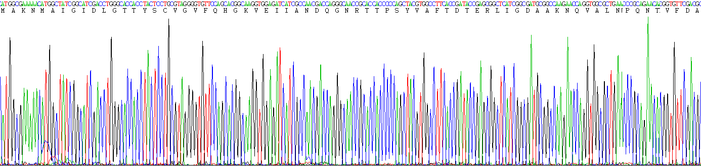 Recombinant Heat Shock 70kDa Protein 1A (HSPA1A)