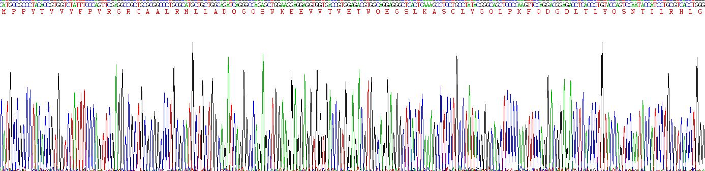 Recombinant Glutathione S Transferase Pi (GSTp)