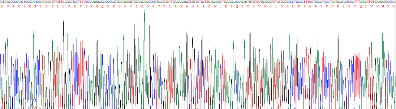 Recombinant Arginase (ARG)