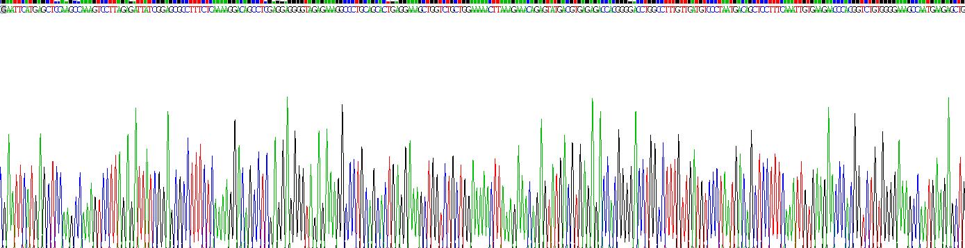 Recombinant Arginase (ARG)