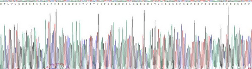 Recombinant Cluster Of Differentiation 4 (CD4)