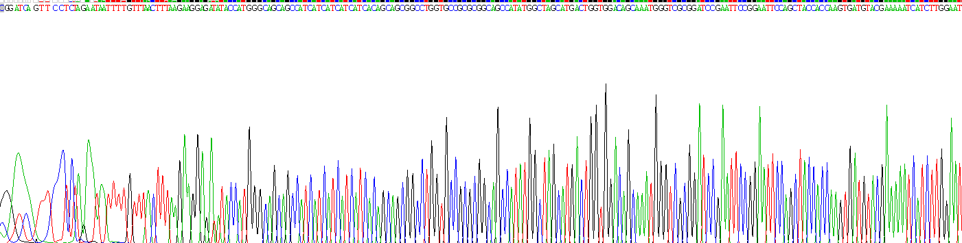 Recombinant Interleukin 31 (IL31)