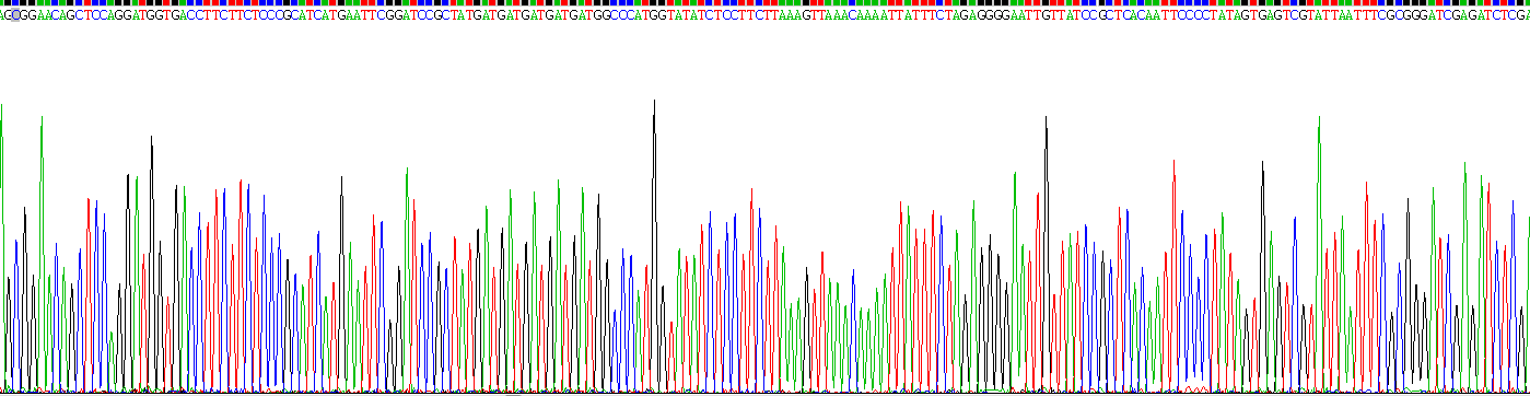 Recombinant Glucose Transporter 1 (GLUT1)