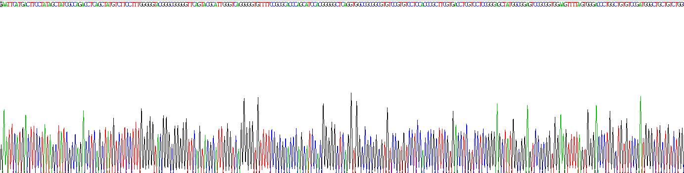 Recombinant Cytokeratin 19 (CK19)