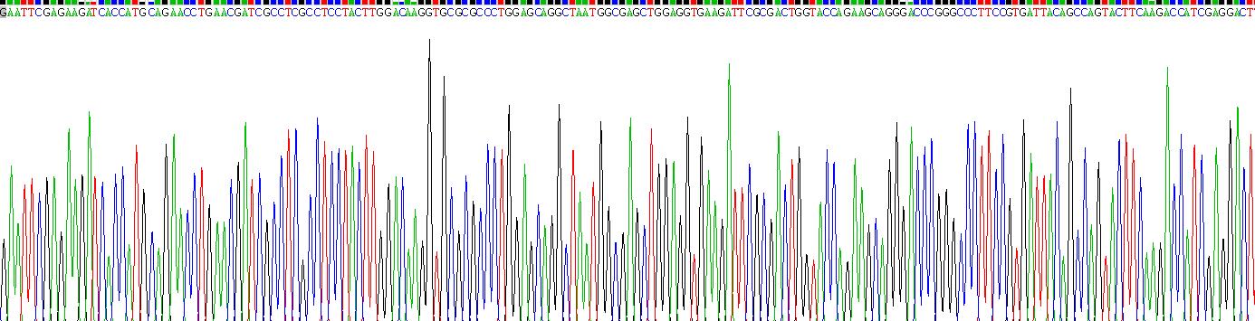 Recombinant Cytokeratin 19 (CK19)